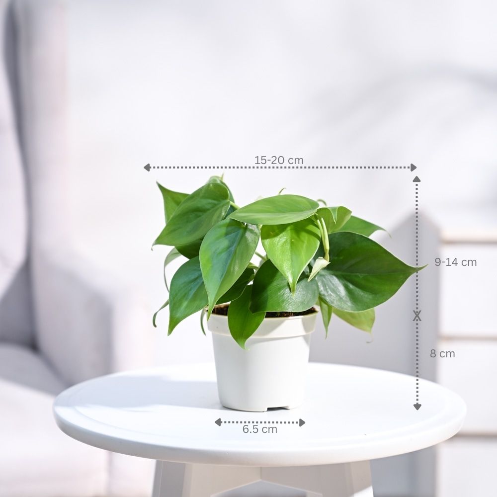 Philodendron Oxycardium Green Plant with GroPot