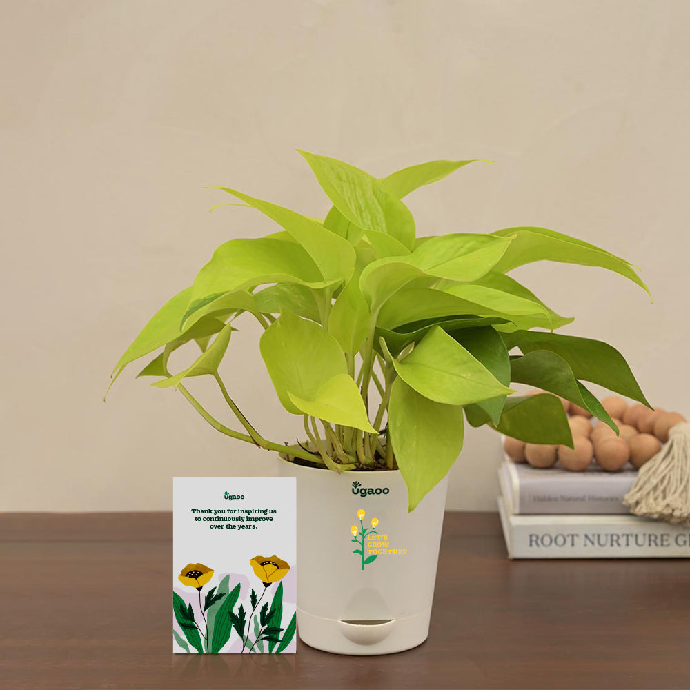 Money Plant Golden Gift Hamper