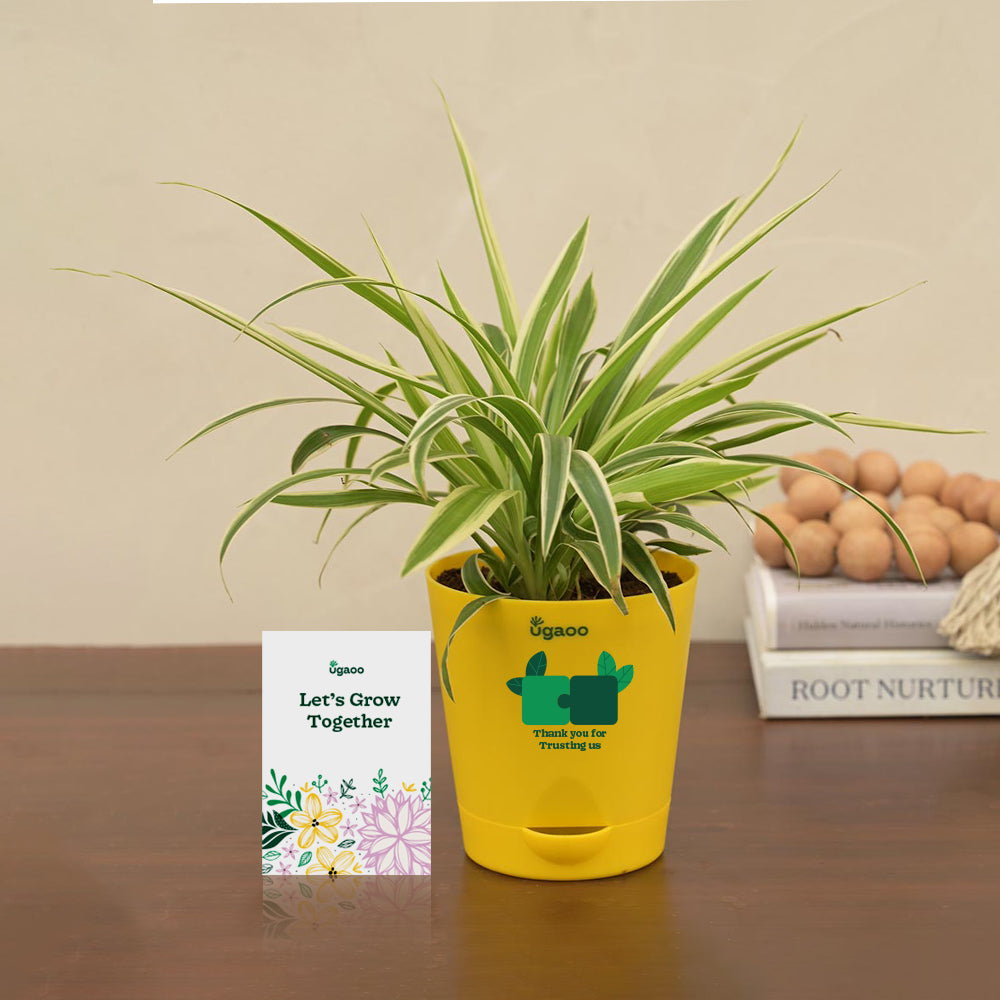 Spider Plant Gift Hamper