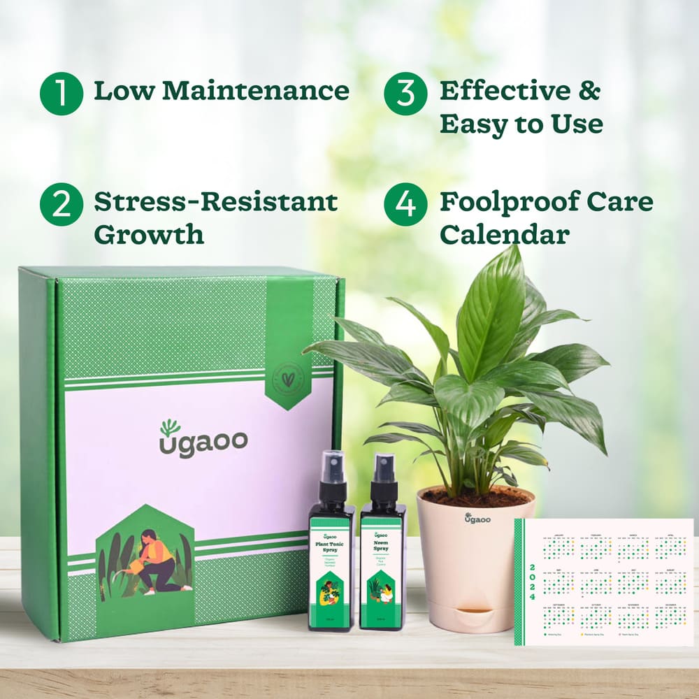 Plant Beginners Kit with Peace Lily Plant