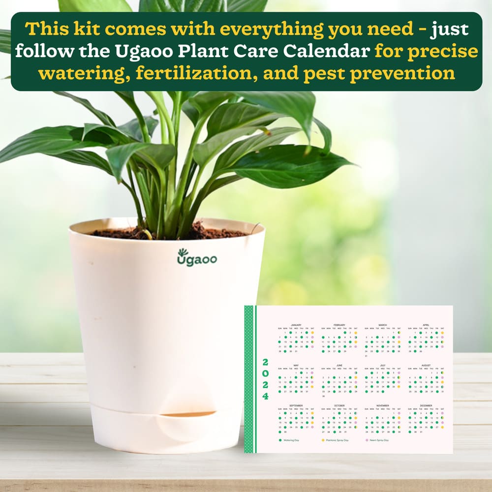 Plant Beginners Kit with Peace Lily Plant