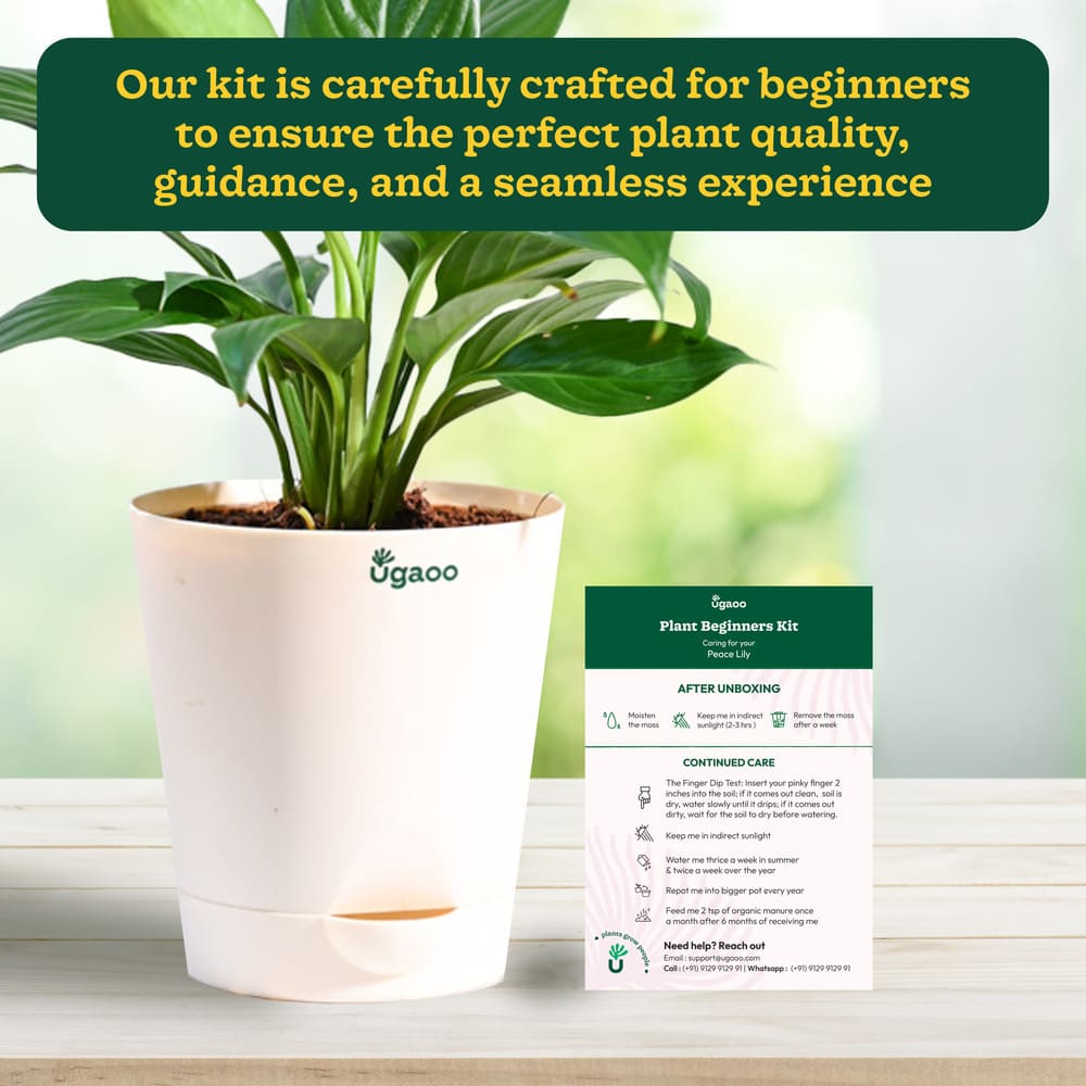 Plant Beginners Kit with Peace Lily Plant