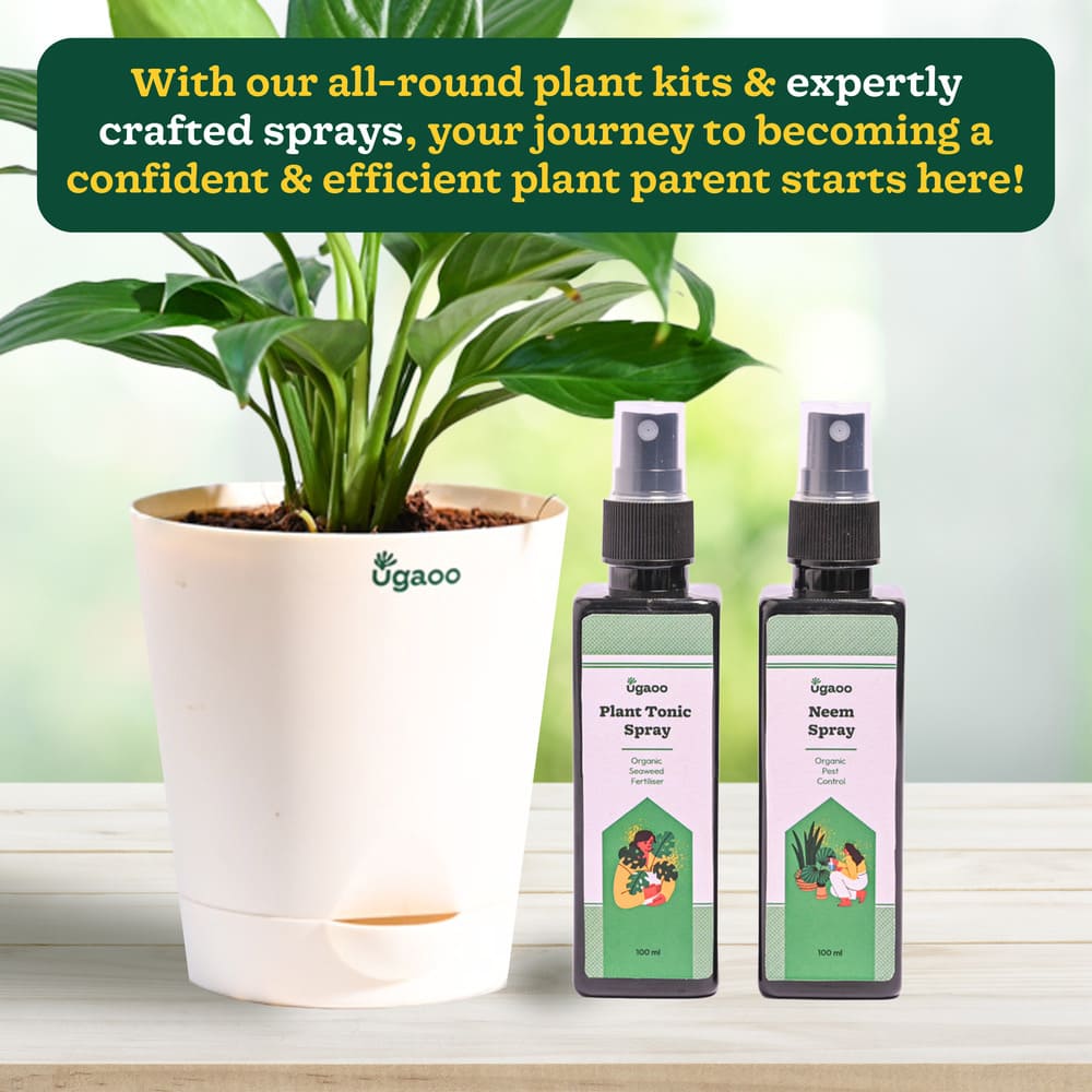 Plant Beginners Kit with Peace Lily Plant