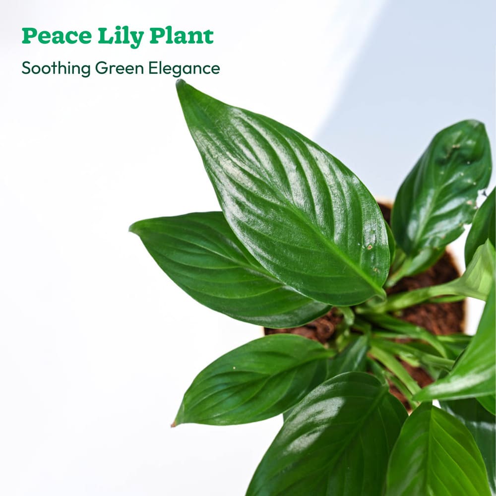 Plant Beginners Kit with Peace Lily Plant