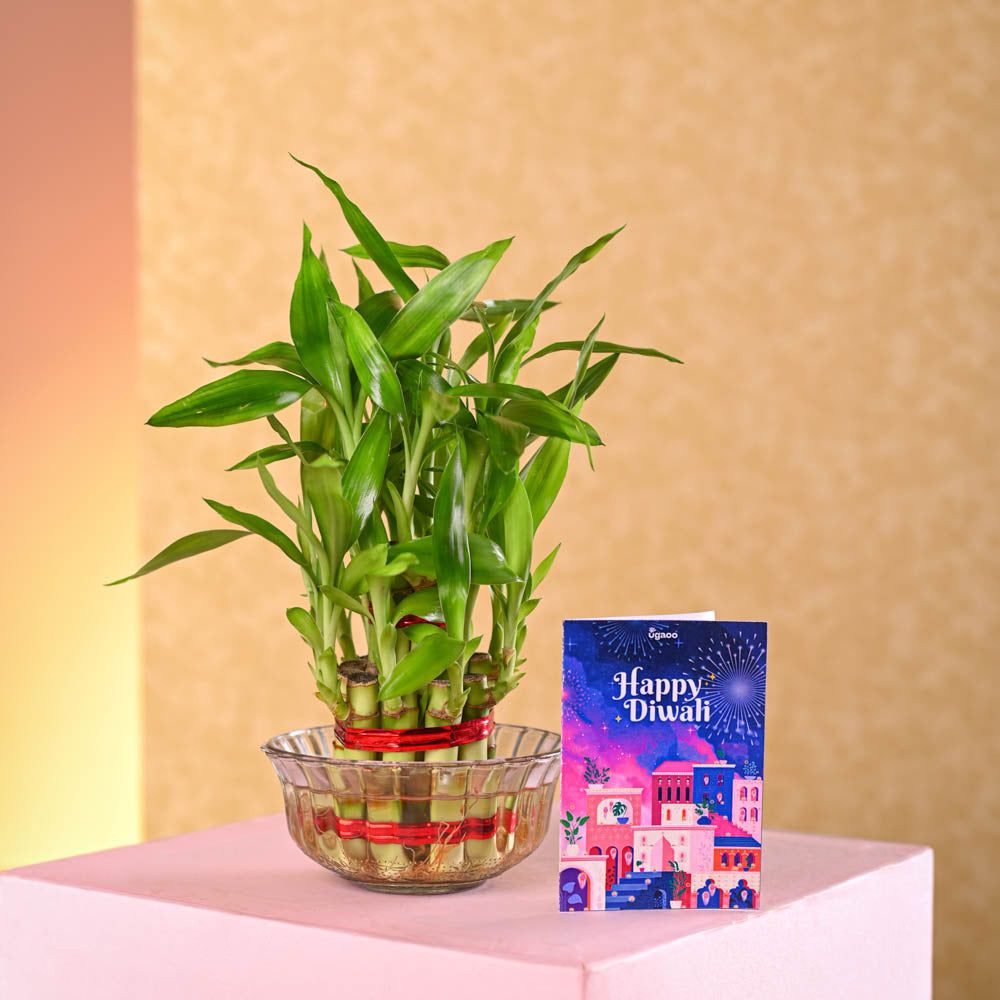 Lucky Bamboo Plant - 2 Layer Diwali Gift