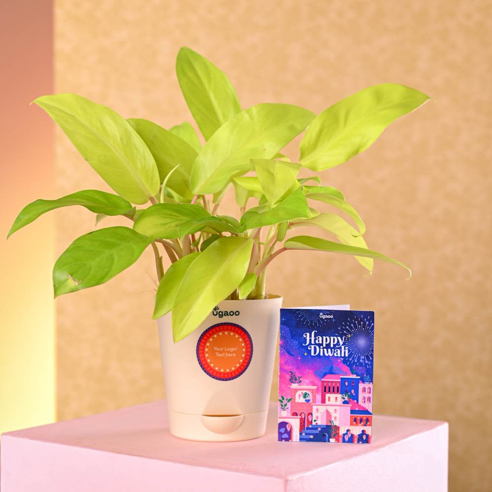 Philodendron Ceylon Golden Plant Diwali Gift