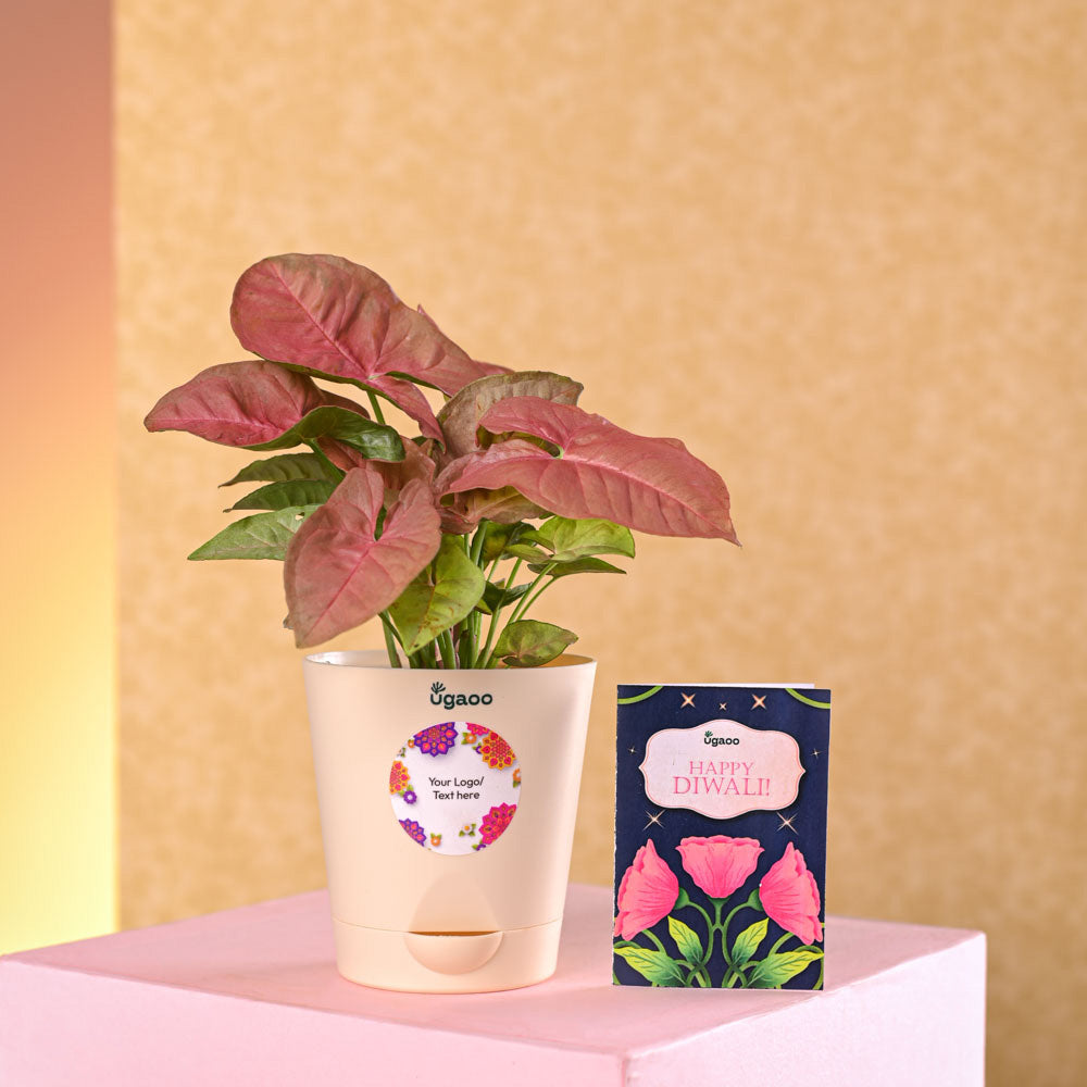 Syngonium Pink Plant Diwali Gift