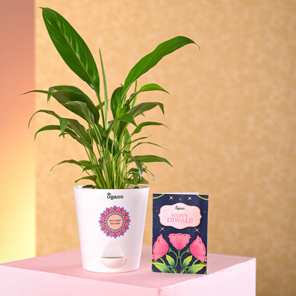 Peace Lily Diwali Gift