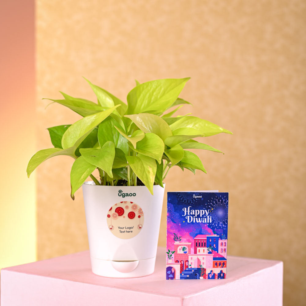 Money Plant Golden Diwali Gift