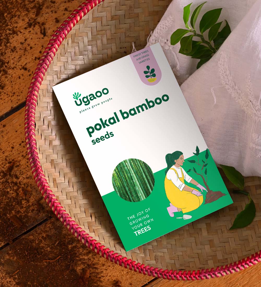 Pokal Bamboo Seeds - 100 g