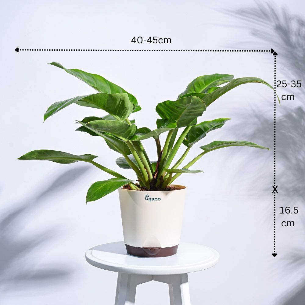 Urban Jungle Indoor Plant Bundle