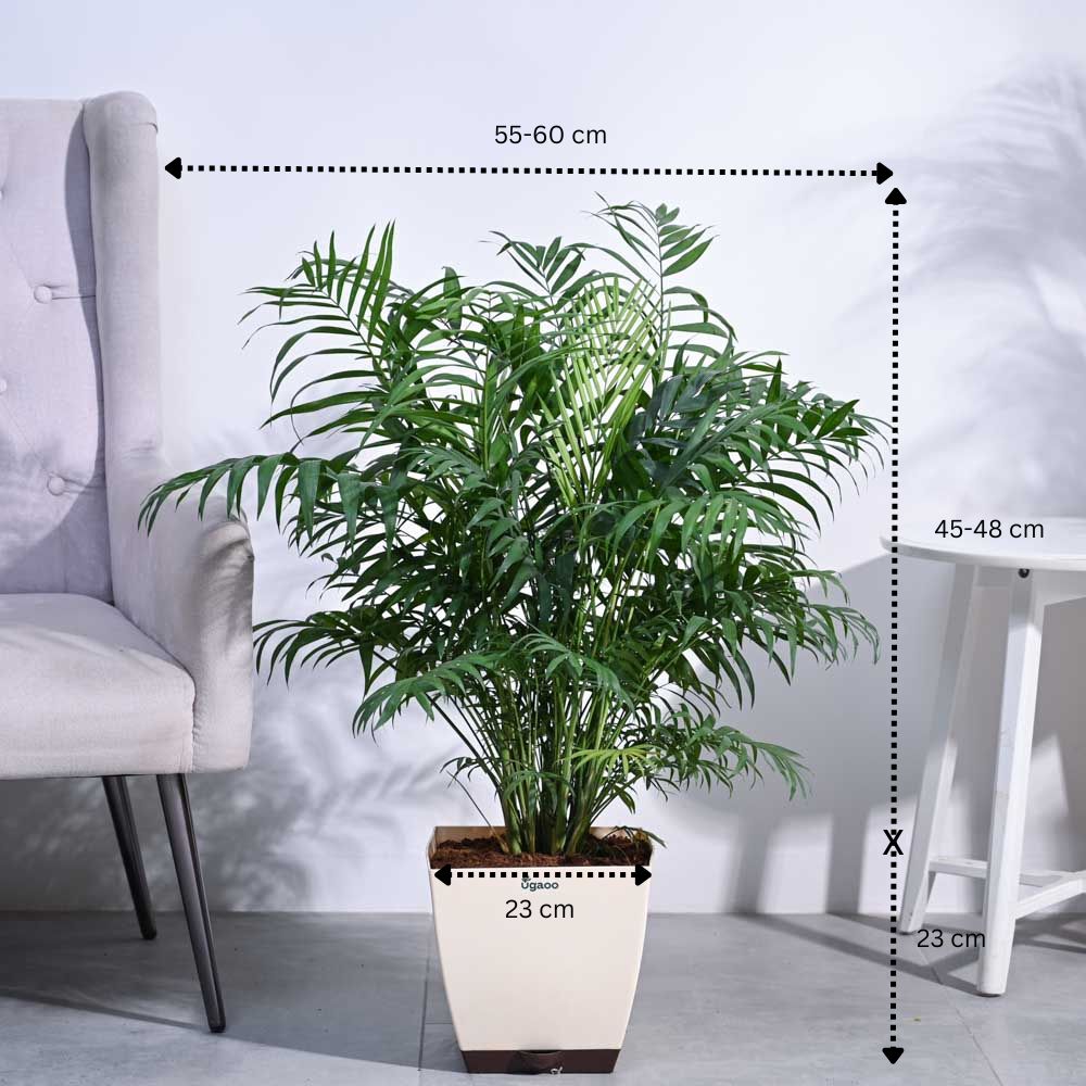 Bamboo Palm XL