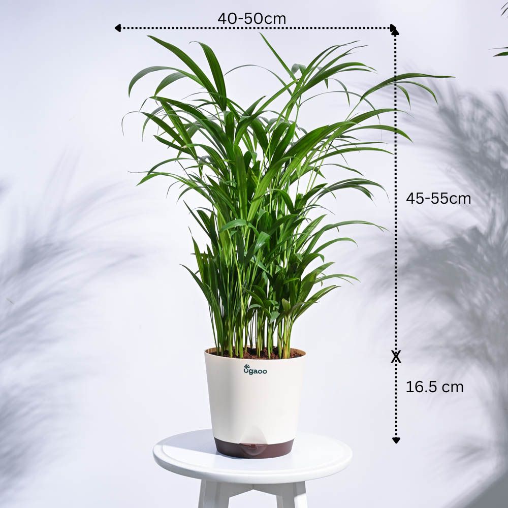 Urban Jungle Indoor Plant Bundle