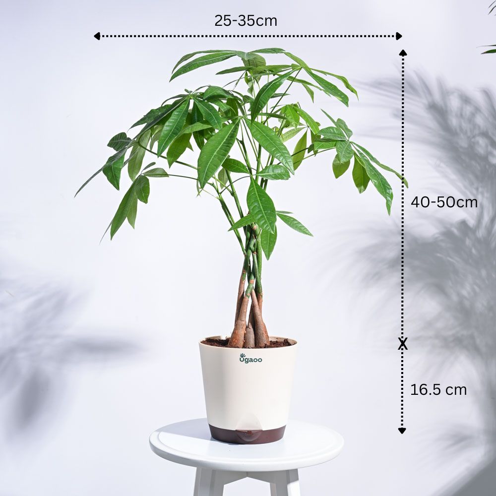 Jungle Paradise Indoor Plant Bundle