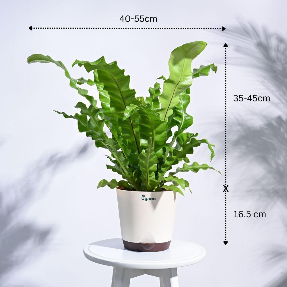 Jungle Paradise Indoor Plant Bundle