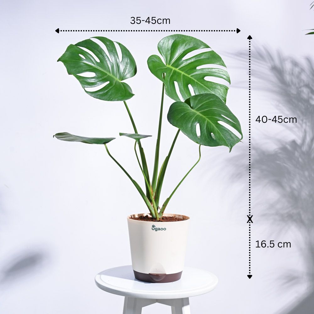 Urban Jungle Indoor Plant Bundle