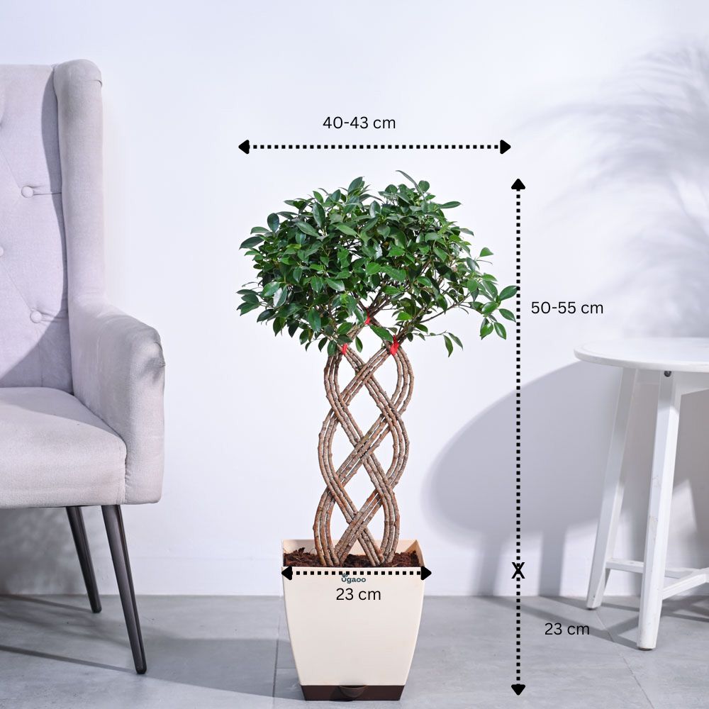 Ficus Netted Microcarpa