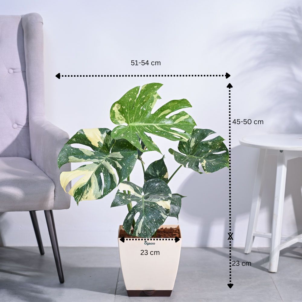 Monstera Thai Constellation XL