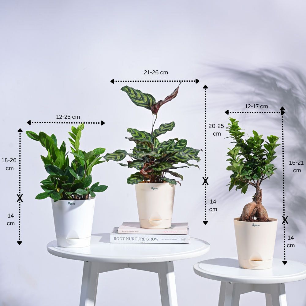 Green Oasis Indoor Plant Bundle