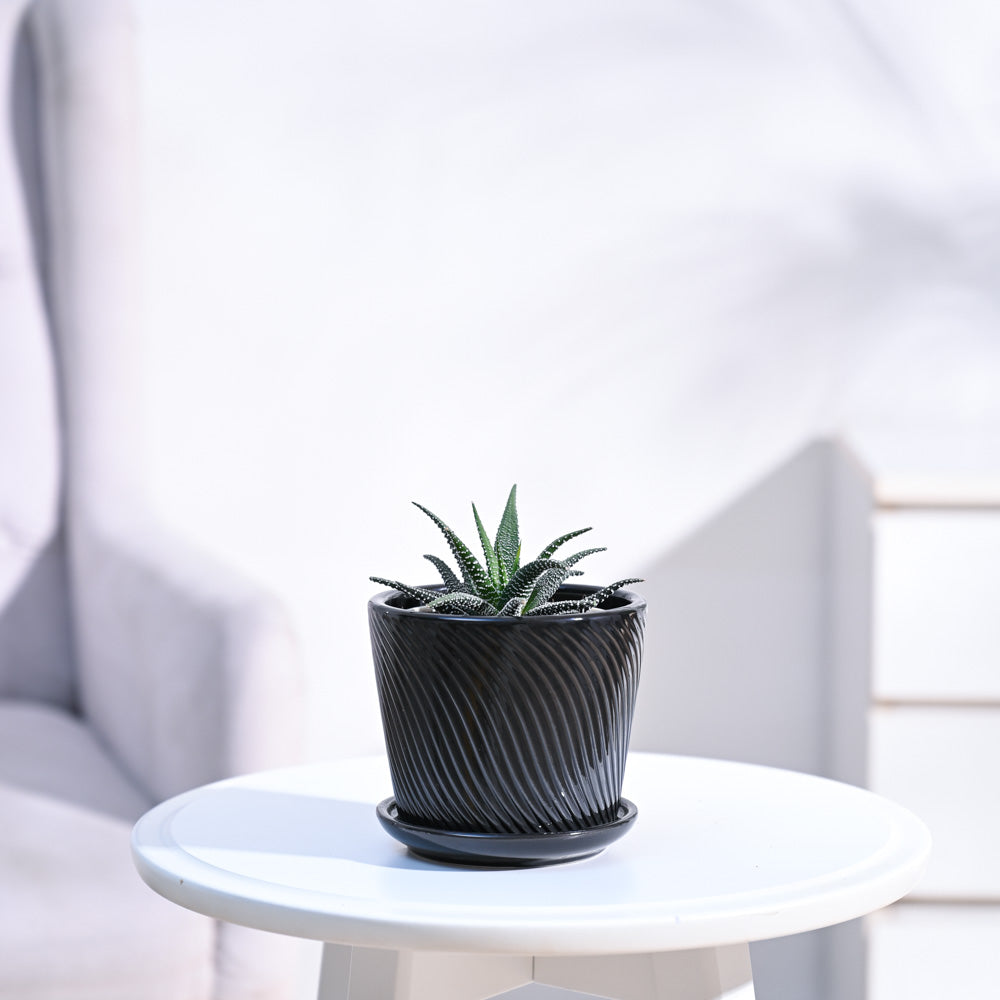 Haworthia_Fasciata_Plant_NUPL0381SBK_Black