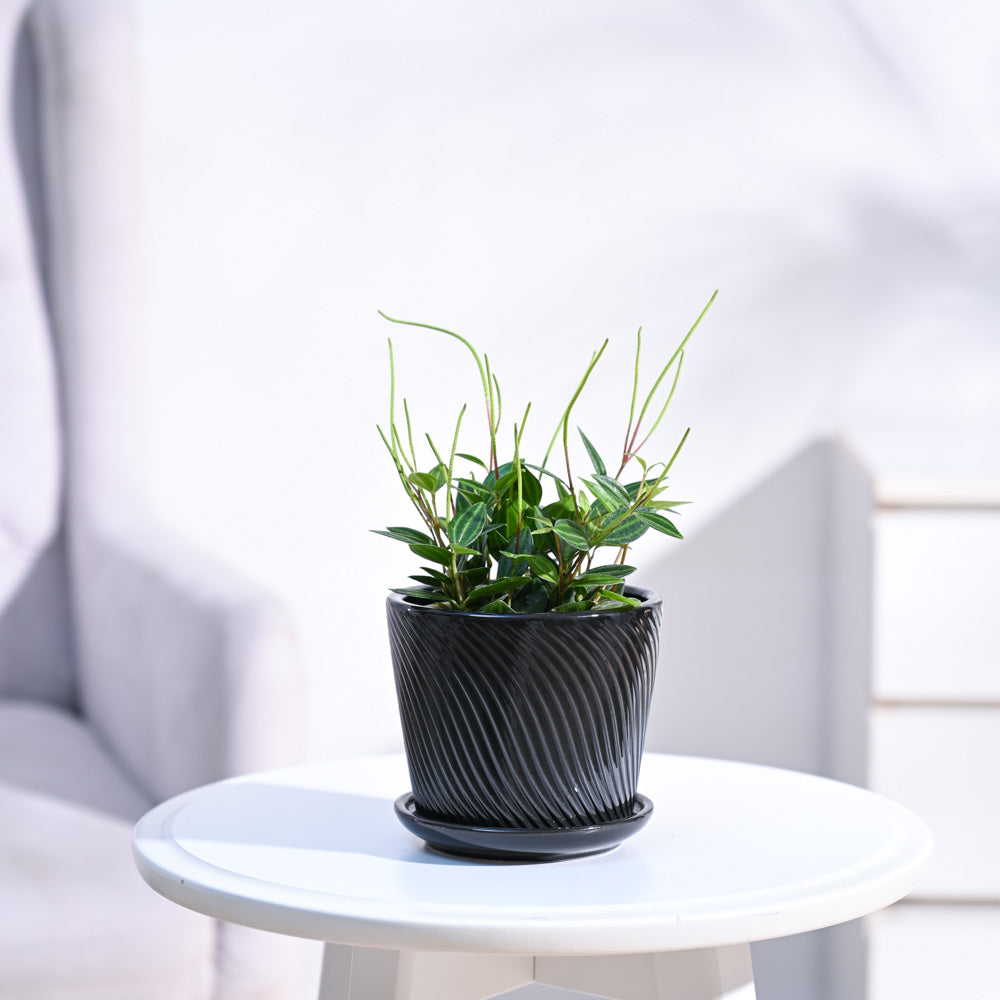 Peperomia_Angulata_NUPL0646SBK_Black