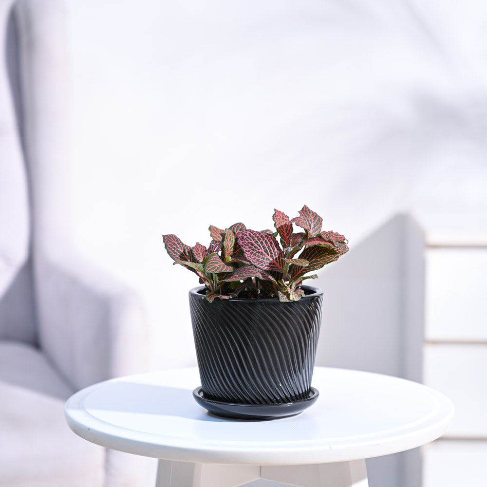 Fittonia_Pink_Plant_NUPL0299SBK_Black