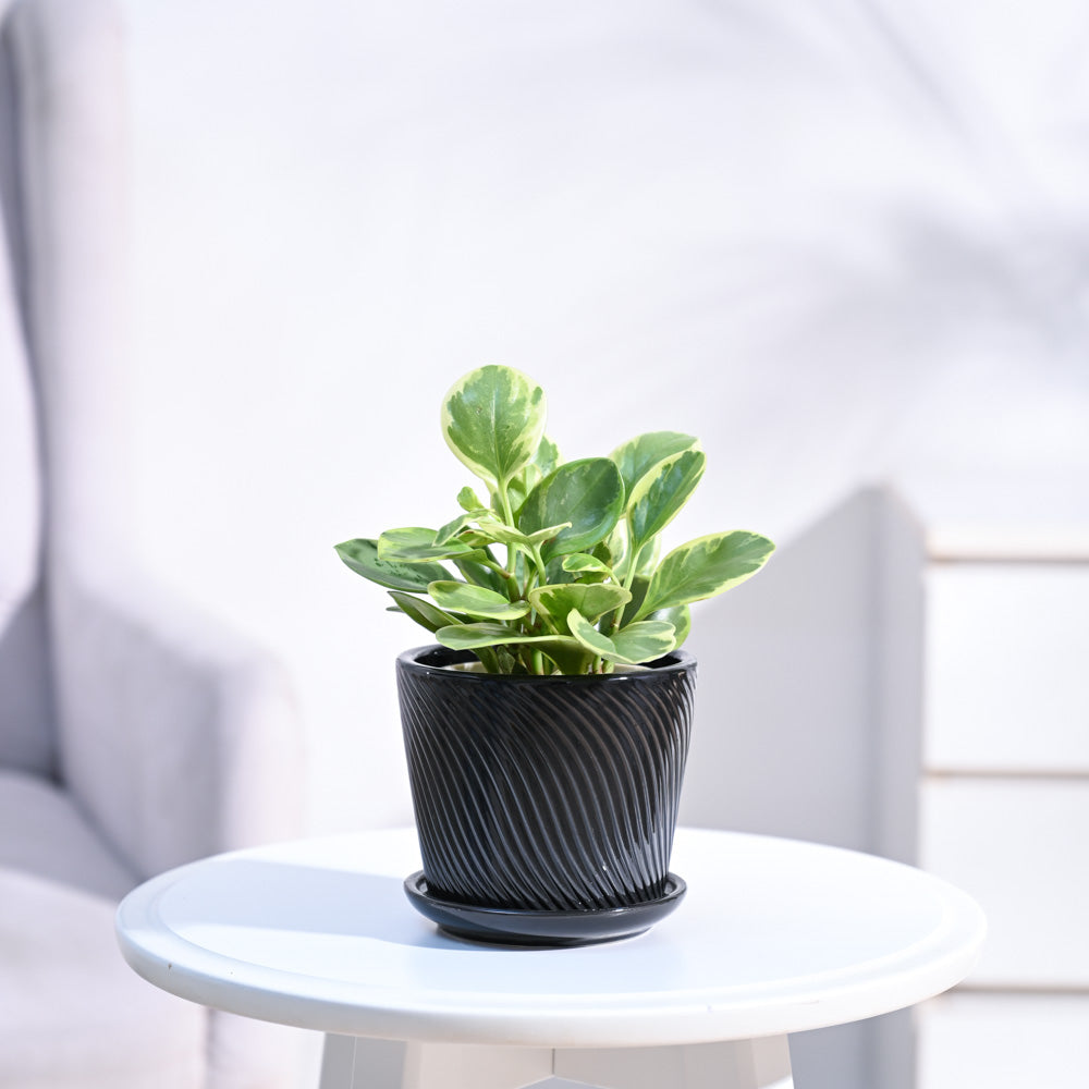 Peperomia_Variegated_Plant_NUPL0057SBK_Black