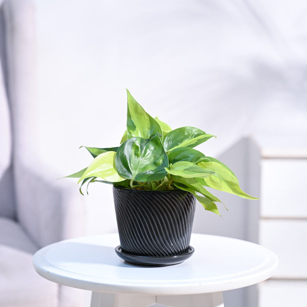 Philodendron_Brasil_Plant_NUPL0457SBK_Black