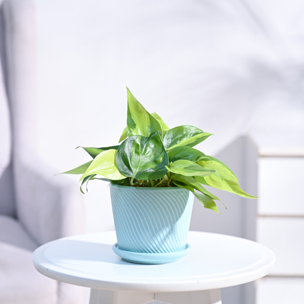 Philodendron_Brasil_Plant_NUPL0457SCB_Cadet_Blue