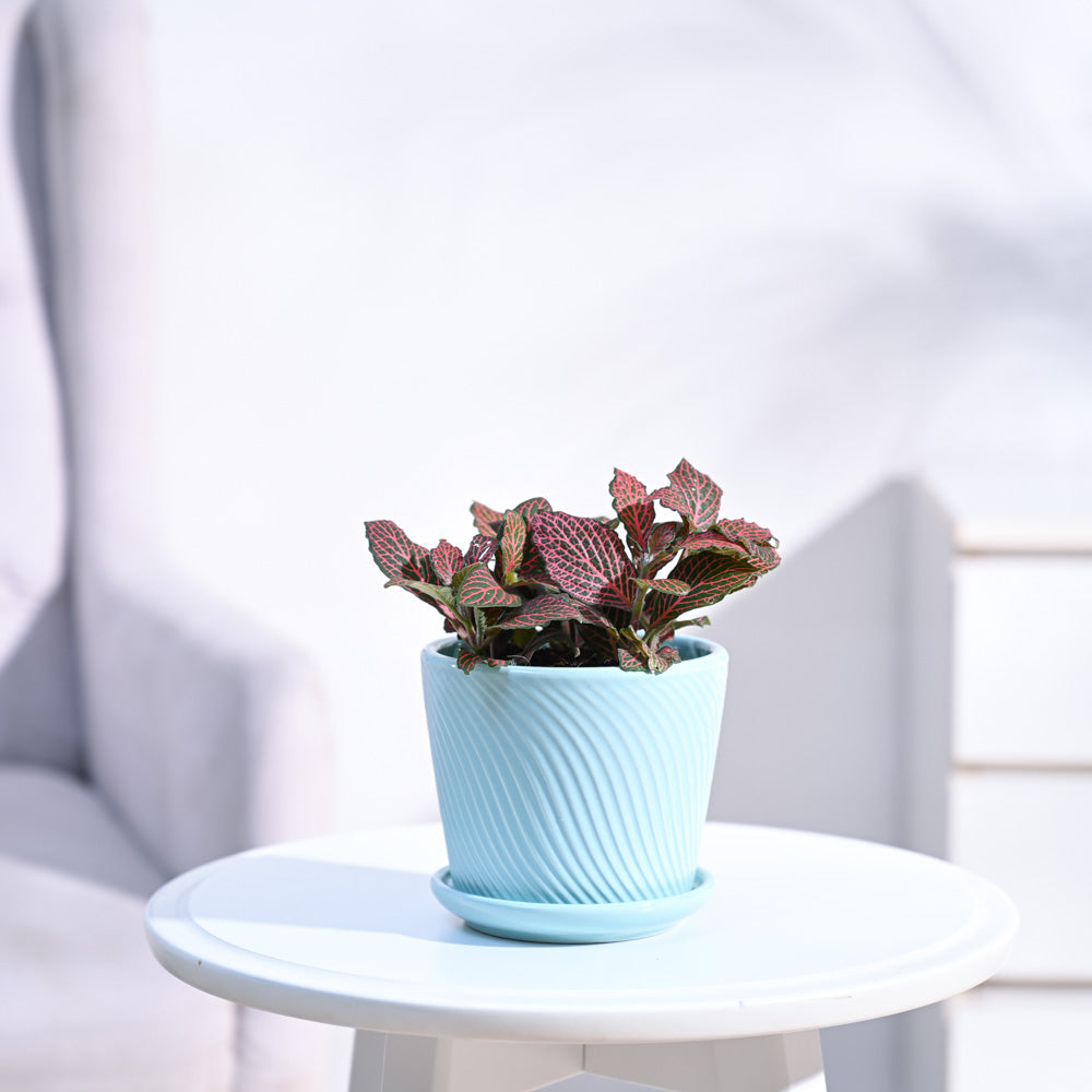 Fittonia_Pink_Plant_NUPL0299SCB_Cadet_Blue