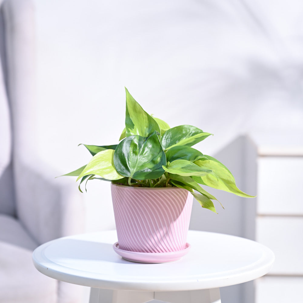 Philodendron_Brasil_Plant_NUPL0457SPK_Pink