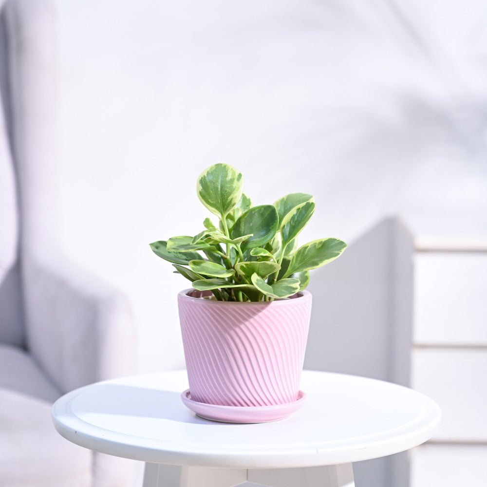 Peperomia_Variegated_Plant_NUPL0057SPK_Pink