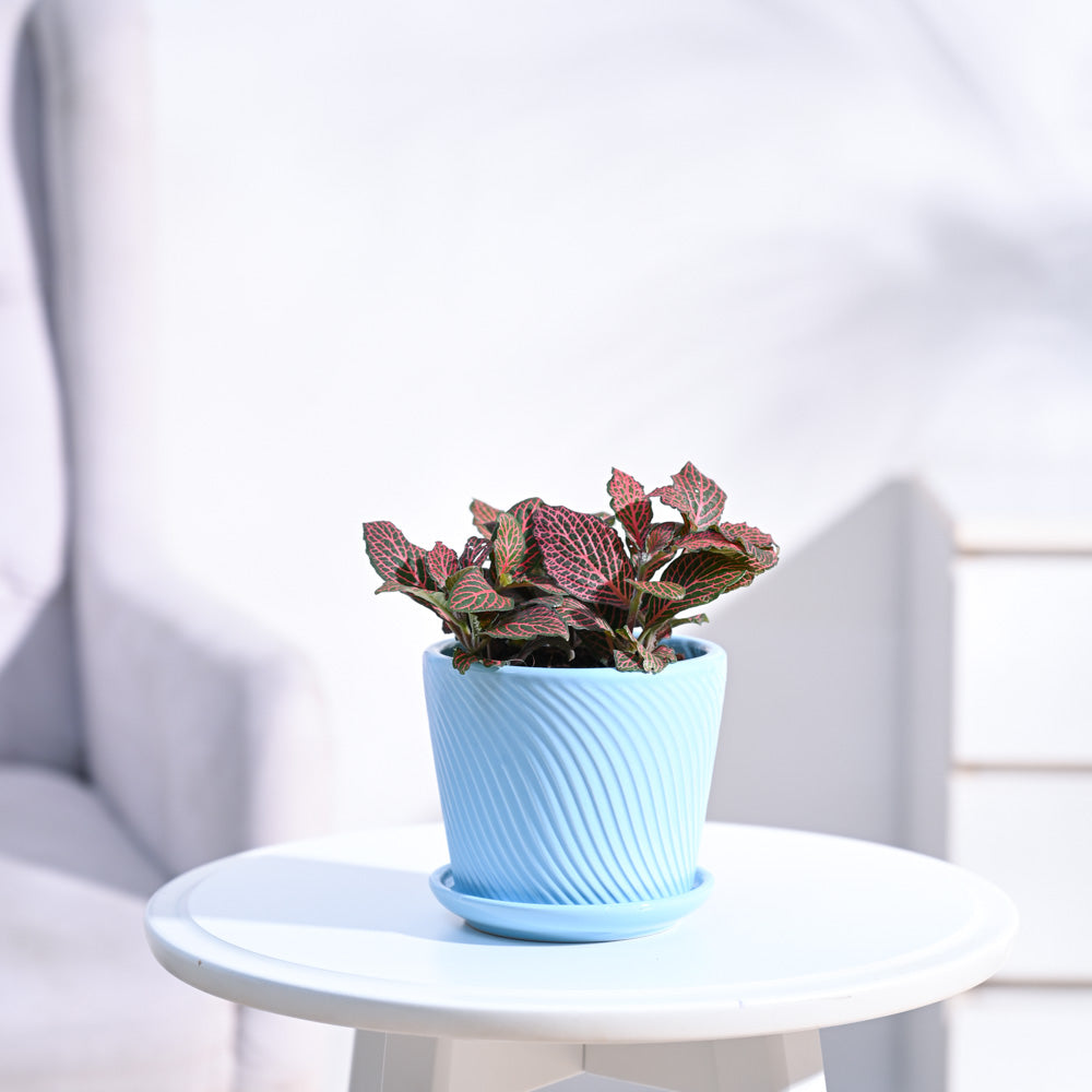 Fittonia_Pink_Plant_NUPL0299SSB_Sky_Blue