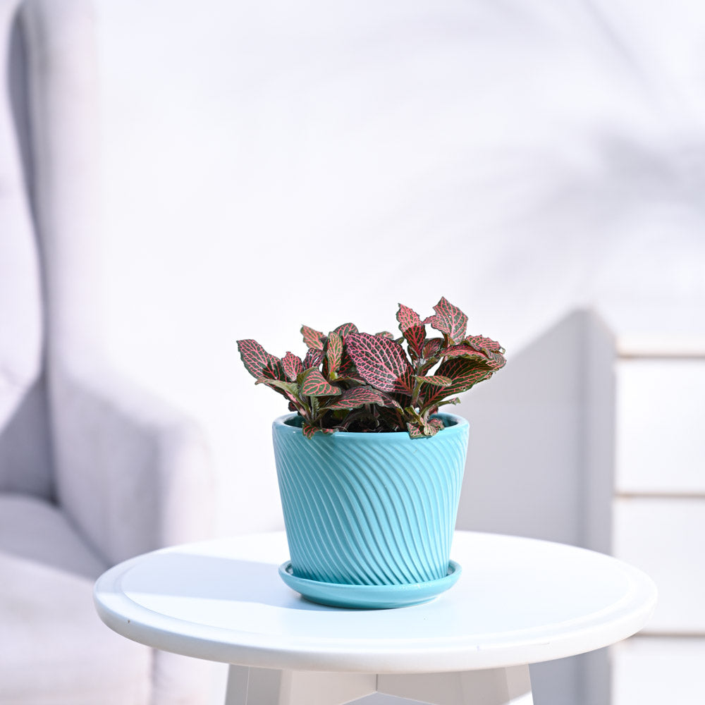 Fittonia_Pink_Plant_NUPL0299STQ_Turquoise