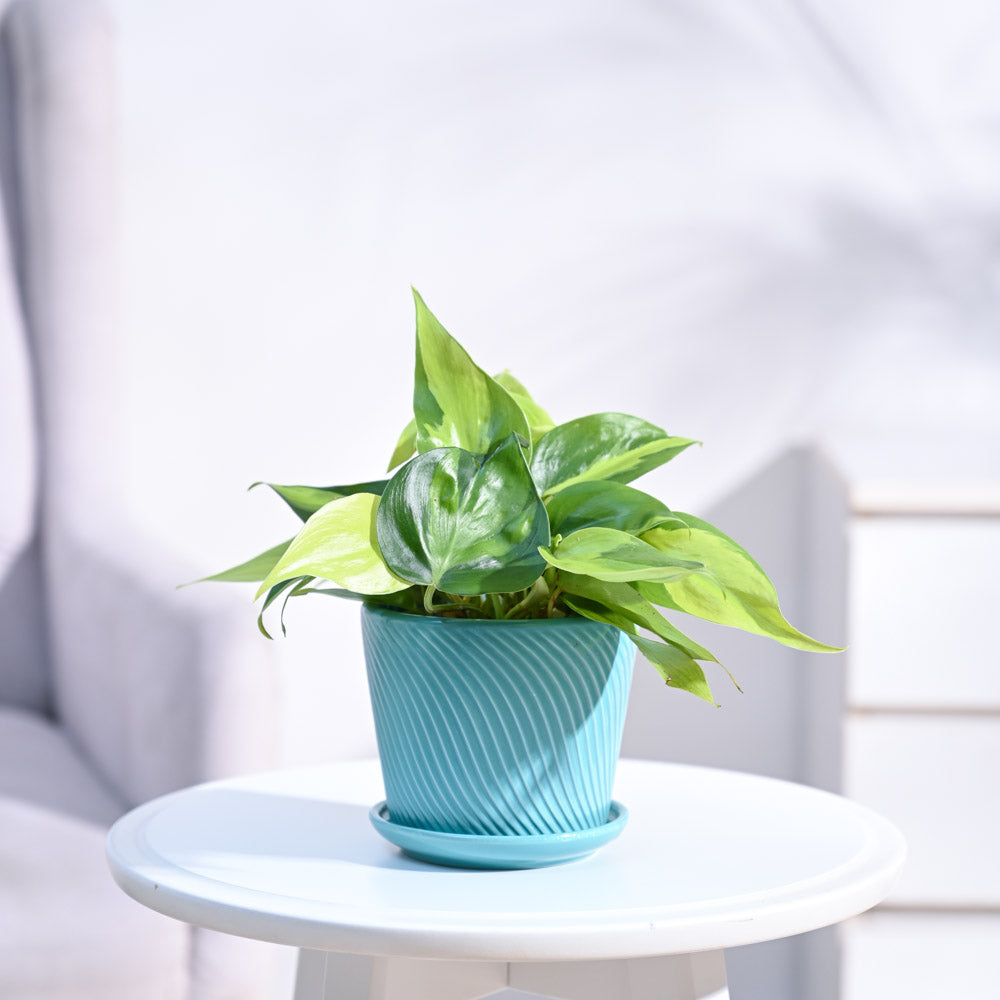 Philodendron_Brasil_Plant_NUPL0457STQ_Turquoise