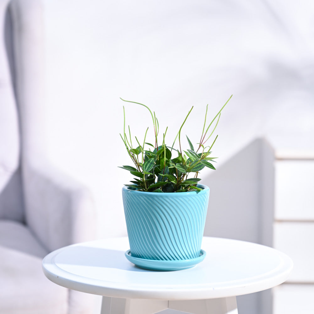 Peperomia_Angulata_NUPL0646STQ_Turquoise