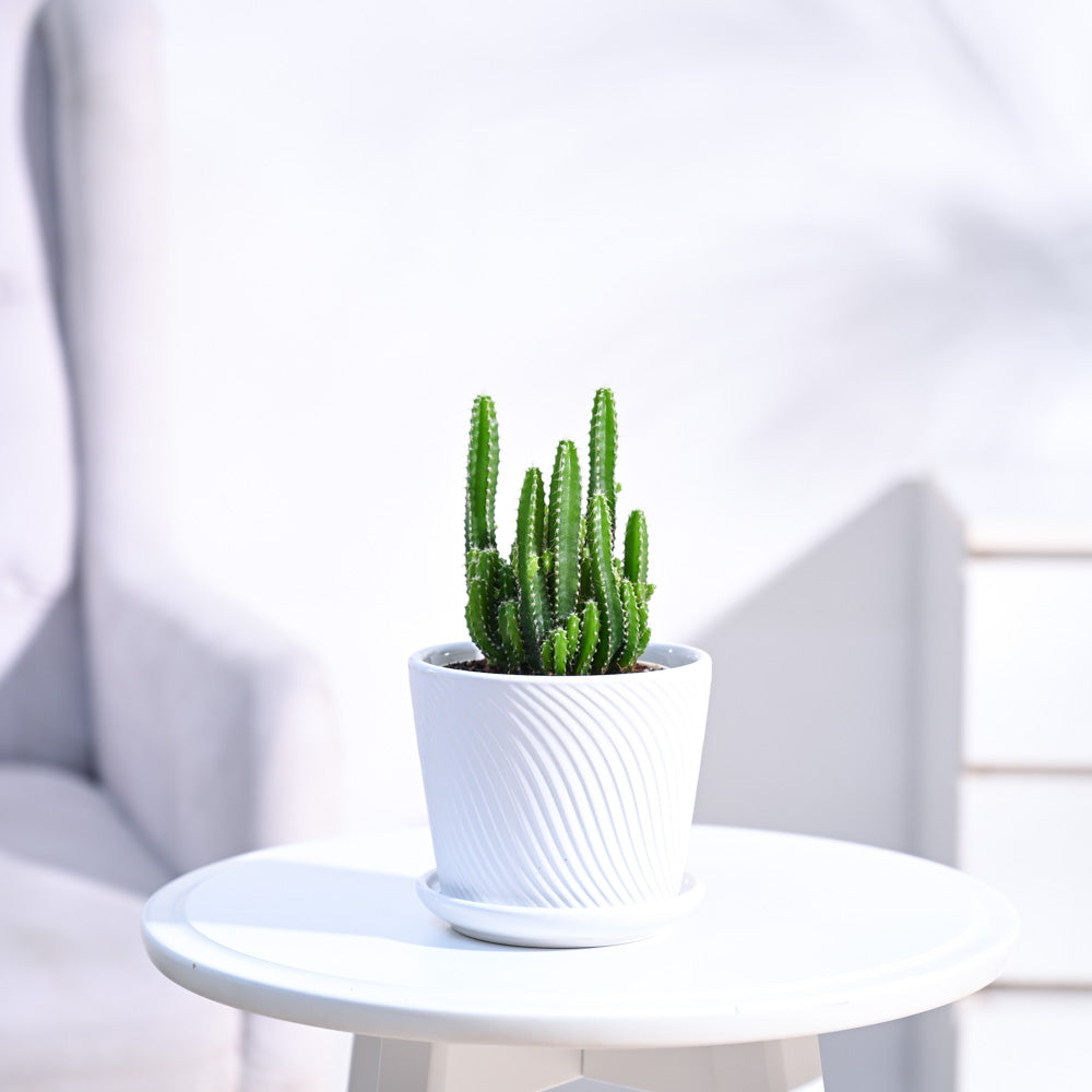 Cactus_Plant__Elongated_NUPL0186SWT_White