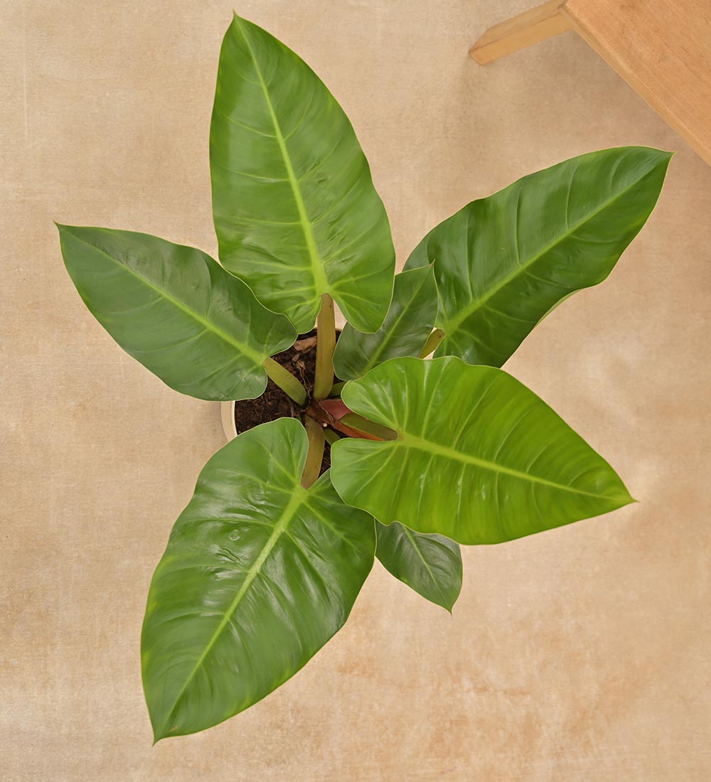 Philodendron Melinonii Green - Large