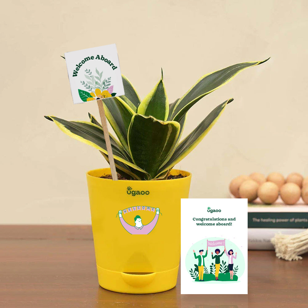 Snake Plant - Golden Hahnii Employee Gift Hamper