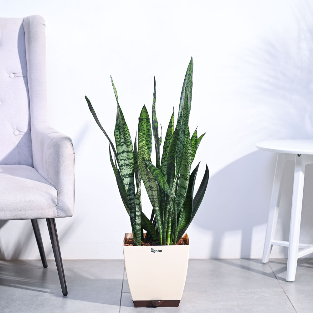 Sansevieria Zeylanica - XL