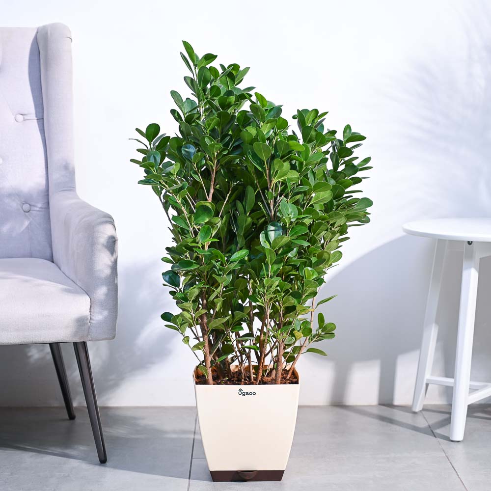 Ficus Moclame Plant - XL