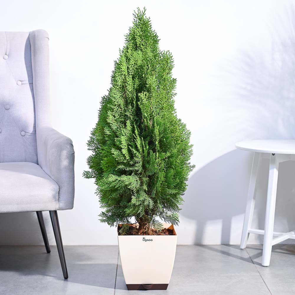 Thuja Plant - XL