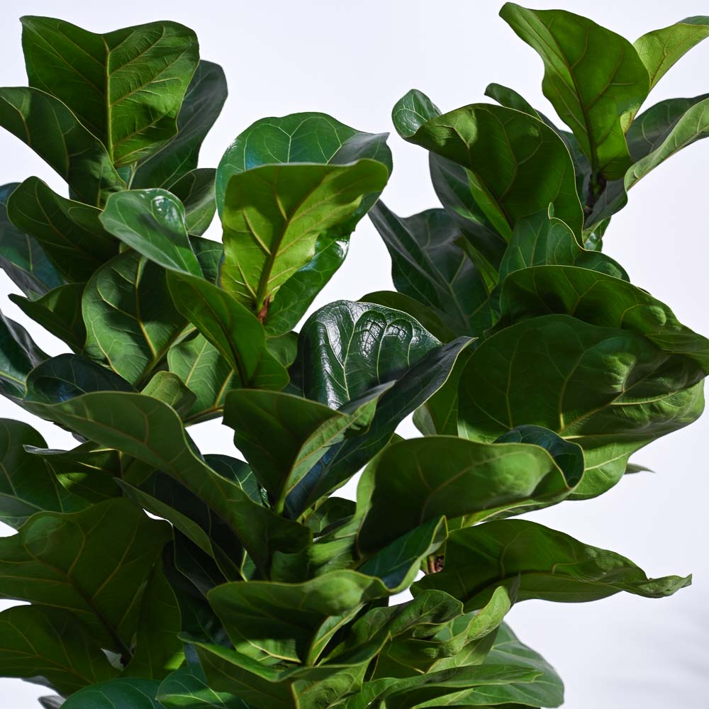 Ficus Lyrata Bambino -XL