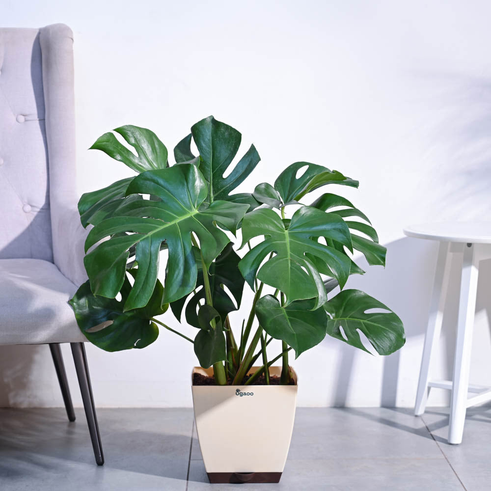 Monstera Deliciosa Plant - XL