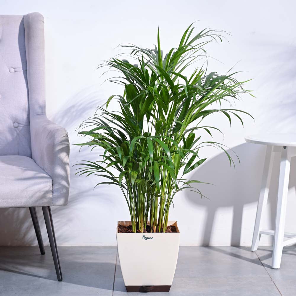 Areca Palm Plant XL