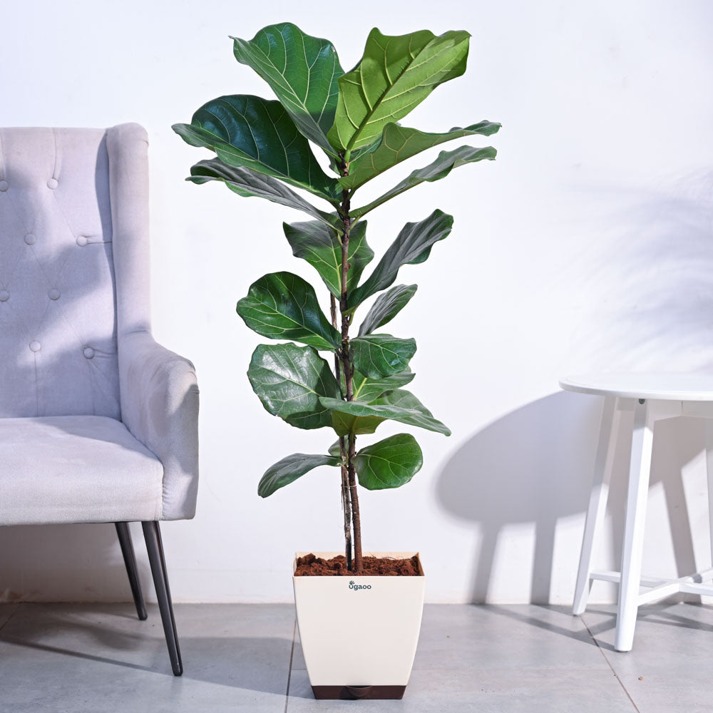 Ficus Lyrata (Fiddle Leaf Fig) - XL