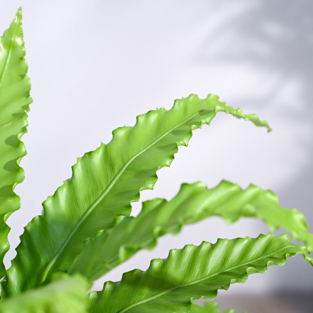 Osaka Bird Nest Fern