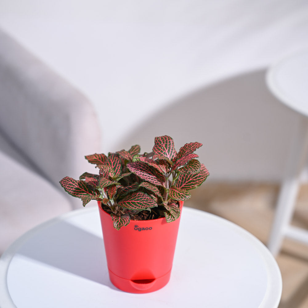 Fittonia_Pink_Plant_NUPL0299SSB_Sky_Blue