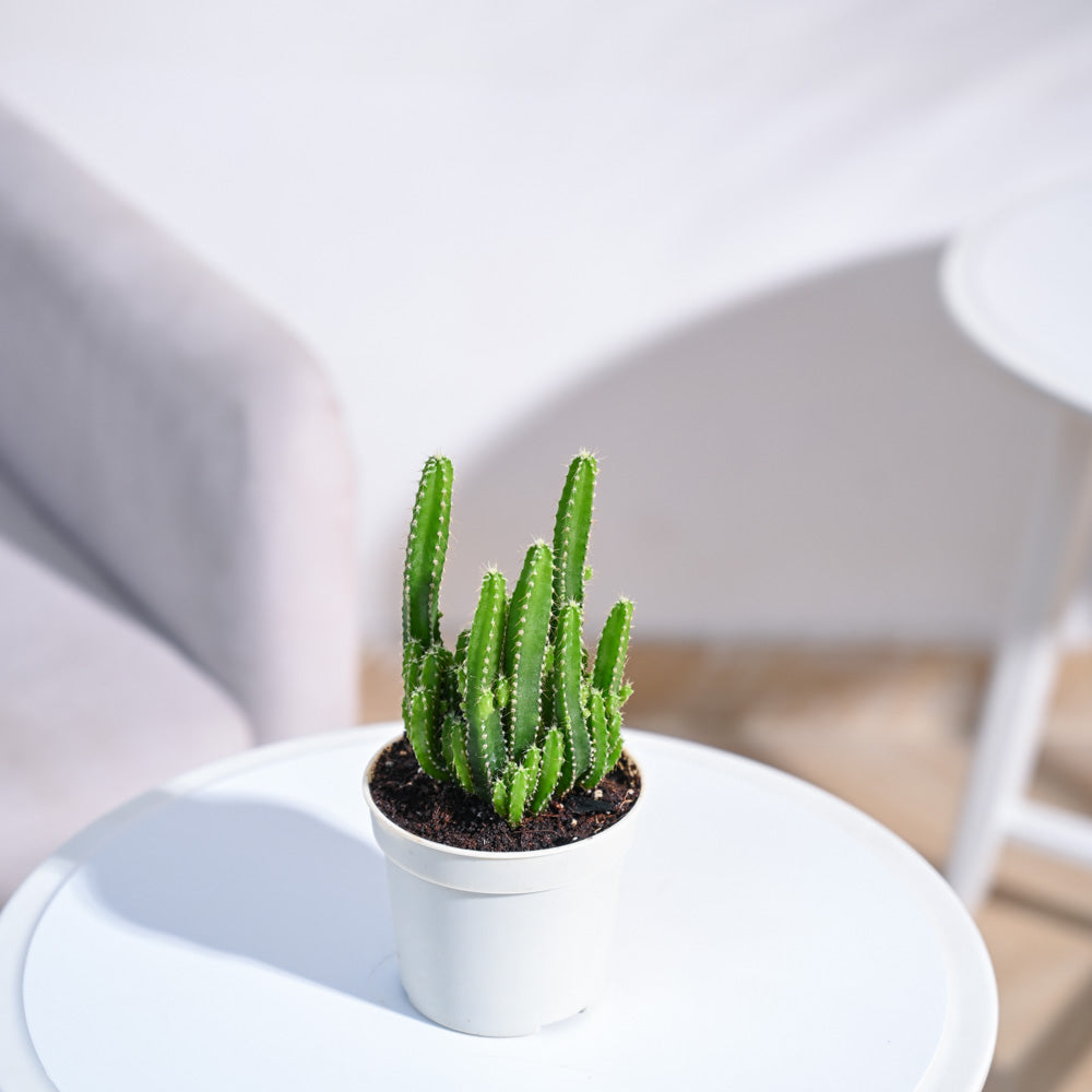 Cactus_Plant__Elongated_NUPL0186SWT_White