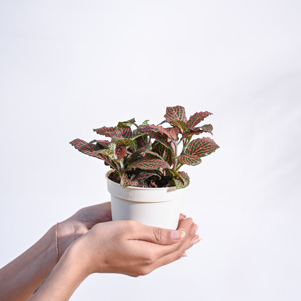 Fittonia_Pink_Plant_NUPL0299SSB_Sky_Blue